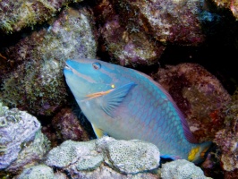 IMG 3658 Stoplight Parrotfish